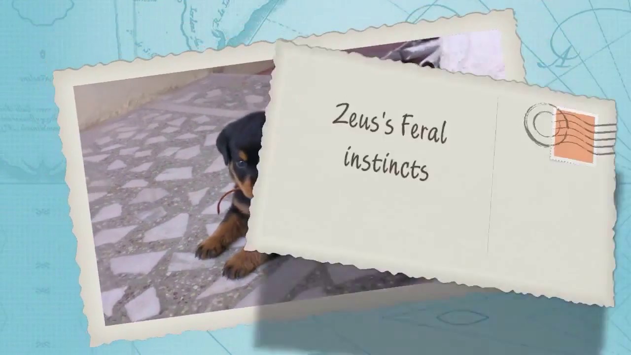 Baby Rottweiler puppy's first jump cute overload