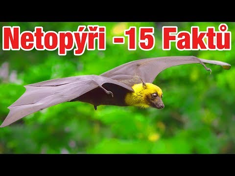 Video: Je netopýr pták?