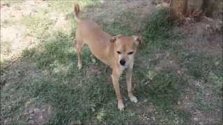 Meet Chanel, Rescued off the euthanasia list.
