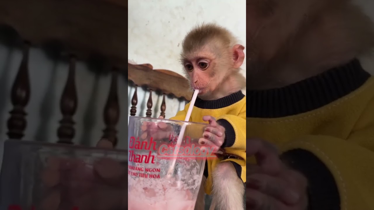 cute monkey drinking juice🥰 