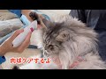 肉球クリームと肉球カットで肉球ケア【大きい猫 メインクーン】