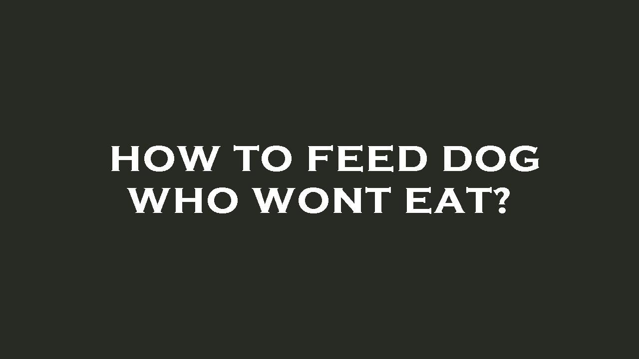 How to feed dog who wont eat? YouTube