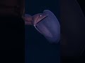 This Eel's Throat Becomes a Balloon Bigger Than Its Body