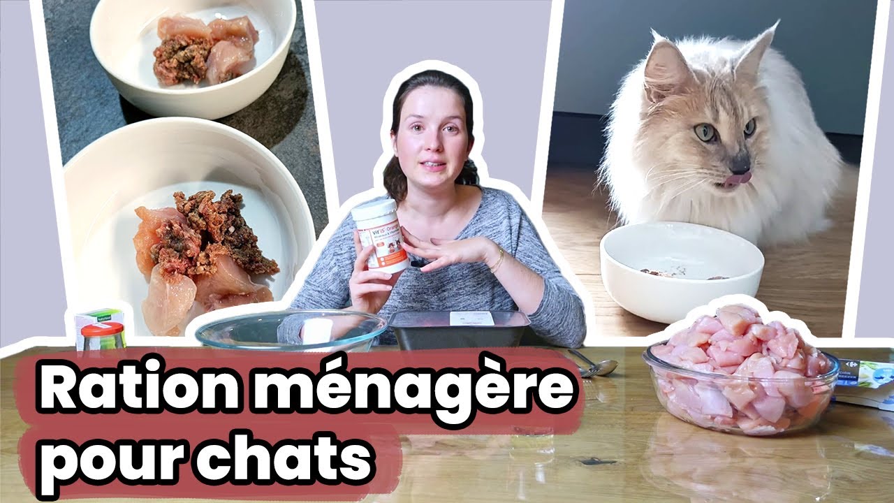 Recette Repas Maison Pour Chat | Ventana Blog