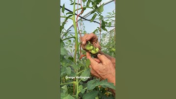 Mid-August Tomatoes – Prune Trusses & Stop Plants Growing More| No Dig