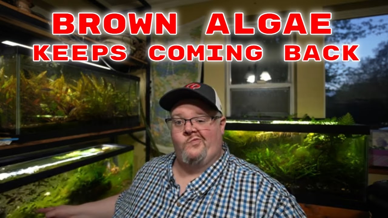 Brown Algae Keeps Coming Back In Fish Only Aquarium - Aquarium 911 Ep 31