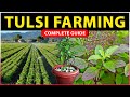 Tulsi Farming Guide | How to Grow Holy Basil Plant from Seeds / Cuttings at Home