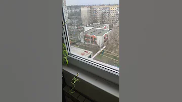 Сокол степной ,Пустельга ! мои питомцы