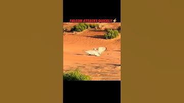 Deadly attack of the falcon ☠️