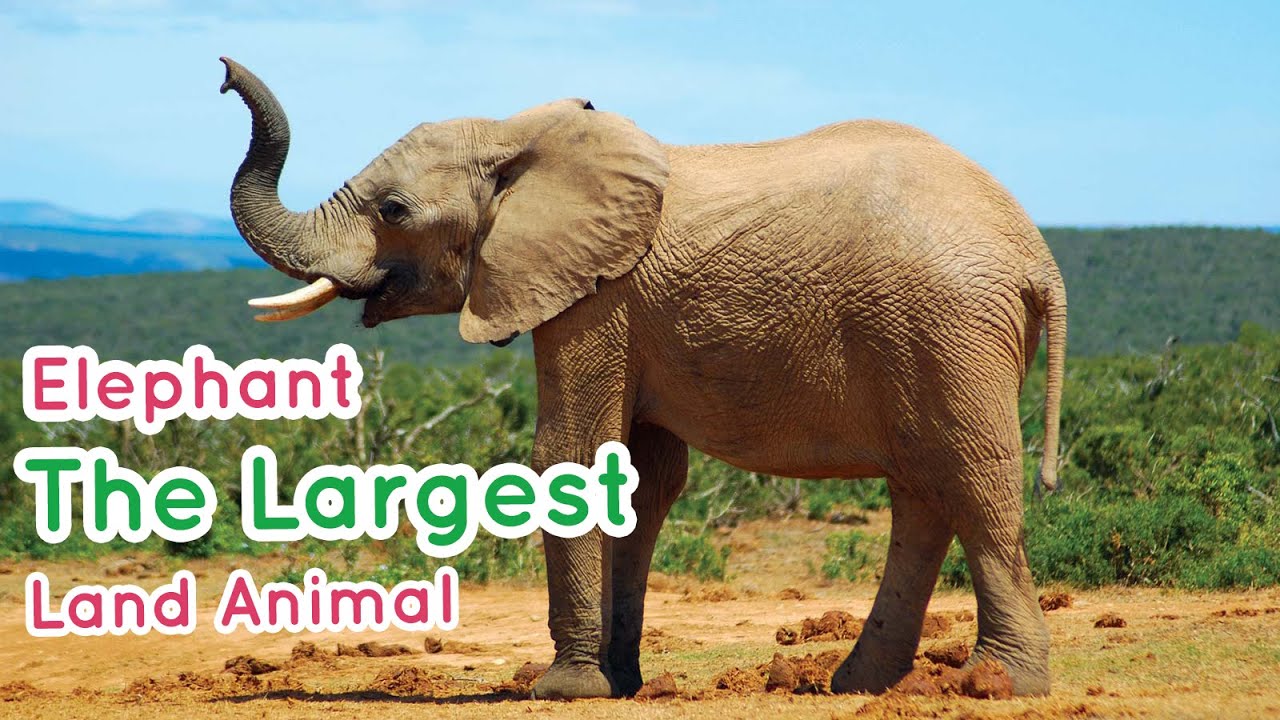 Did You Know】Elephant - The Largest Land Animal - YouTube