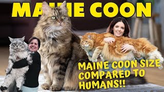 Maine coon cat size  Is It Biggest Cat Breed In The World?