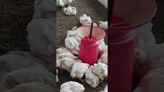 Broiler farm 2000#govtschemes #govtemployees #livestockinspector