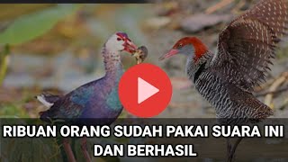 ⭐Suara Pikat Mandar Biru Kombinasi Sintar Sawah//Kuat  Bening 101% Terbukti Ampuh‼️