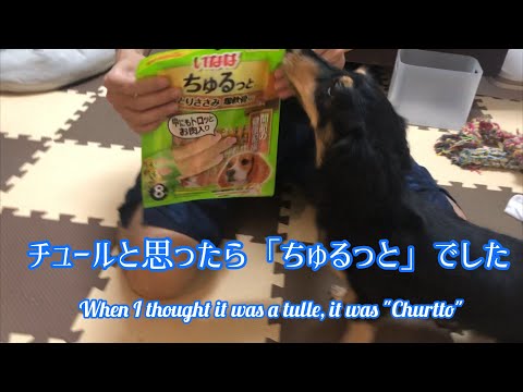 チュールっぽいおやつを食べるミニチュアダックスフンドのブラックタンの子犬!