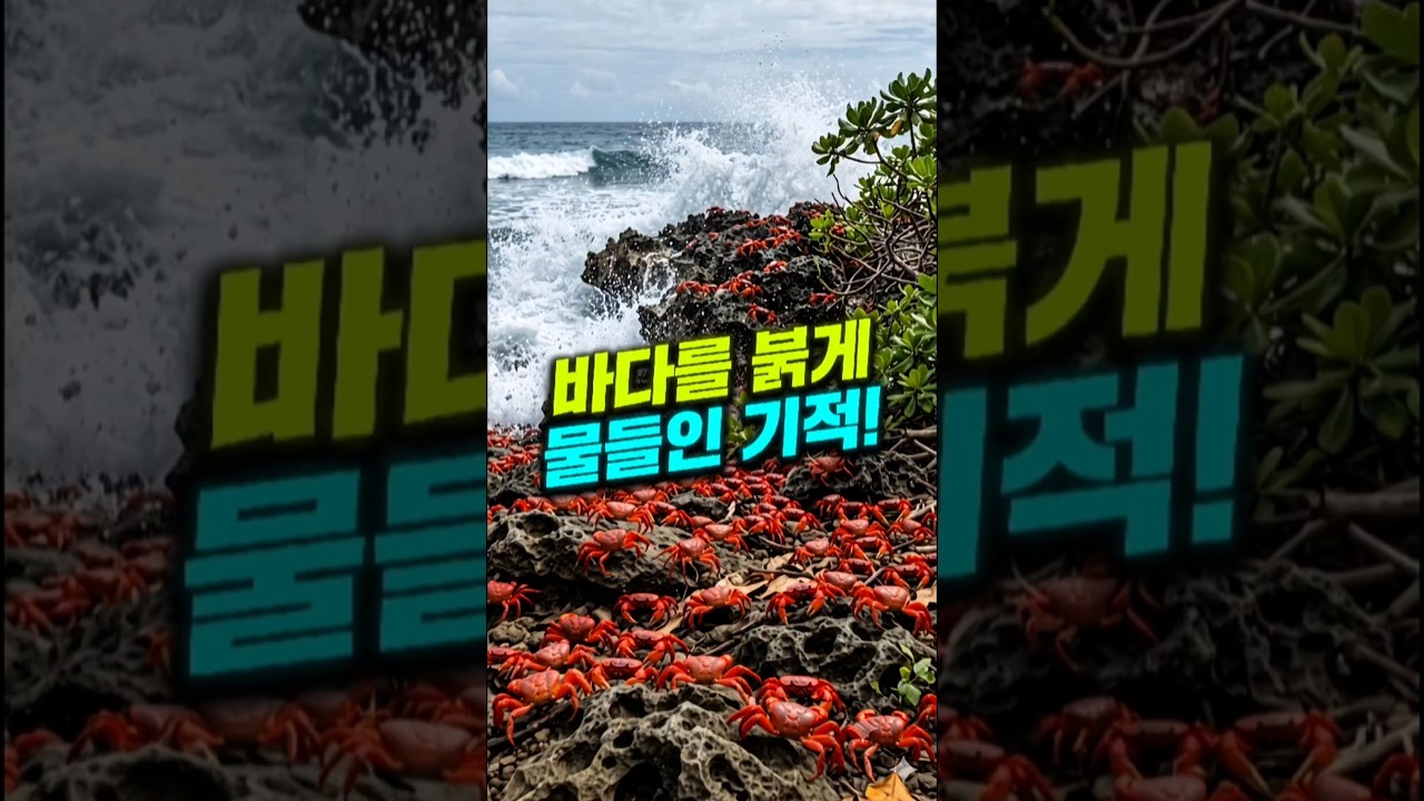 바다가 부른다! 홍게 수백만 마리가 미치도록 달리는 이유는? Millions of Red Crabs Turn an Entire Island Red!