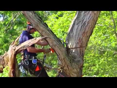 STIHL Arborist at Work Mark Chisholm - YouTube