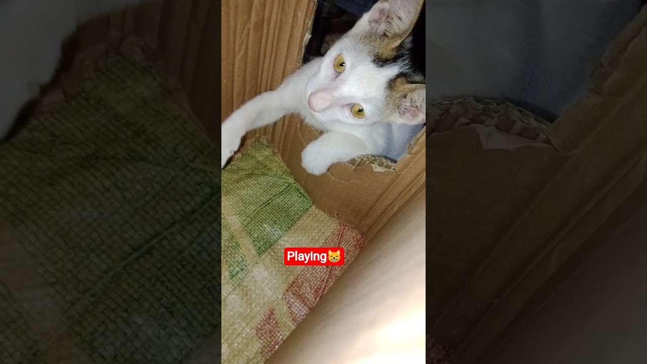 Kitty Cat Playing In His Roome😸#cat #funnyanimal #funny #catvideos #pets