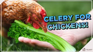 Can Chickens Eat Celery?