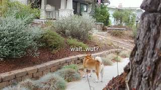 What Happens When You Let Go of a Shiba Inu's Leash and Hide? by James Scurlock 23,939 views 5 years ago 46 seconds