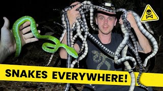 Snake Island: SEA SNAKES & PIT VIPERS @DAVIDSFEED