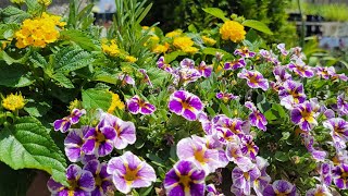 Container Garden Update:  Let's see how they are doing...