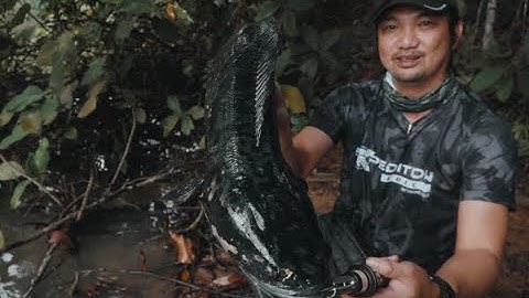 INTENSE TOPWATER FIGHT with this Giant Snakehead (Toman) on the BONE Hoverjet 100F!