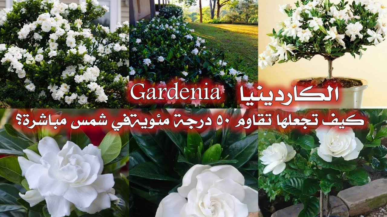 اسرار زراعة الگاردينيا الجاردينيا gardenia سر مقاومتها الصيف شمس مباشرة ب٥٠ مئوية وسر كثافة التزهير