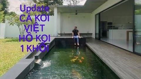 UPDATE CÁ KOI VIỆT HỒ 1 KHỐI || CÁ KOI VLOG TRẦN ĐỨC CƯỜNG