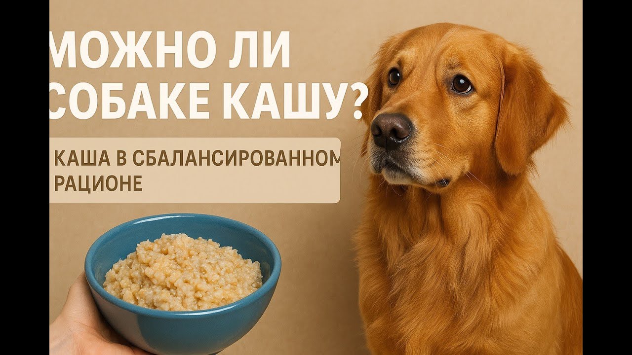 Могут ли собаки есть баранину?