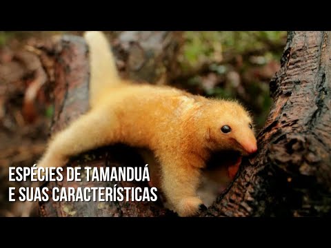 Espécies de tamanduá