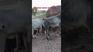 save animals #savetreessavelife # save environment