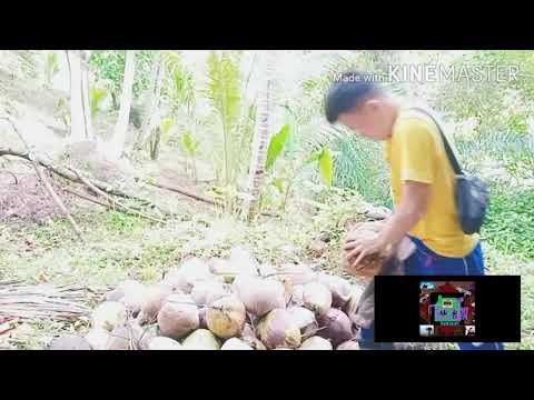 Video: Ngumunguya Ng Niyog At Pumapayat