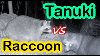Tanuki vs Raccoon. What's the difference? Trail camera