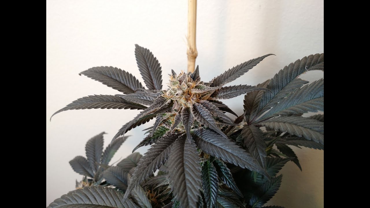 Pre-Harvest Nug Porn - Afgooey 3x Day 60 - 4K