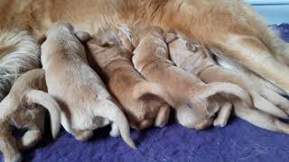 Precious Litter 0-14 Days Old