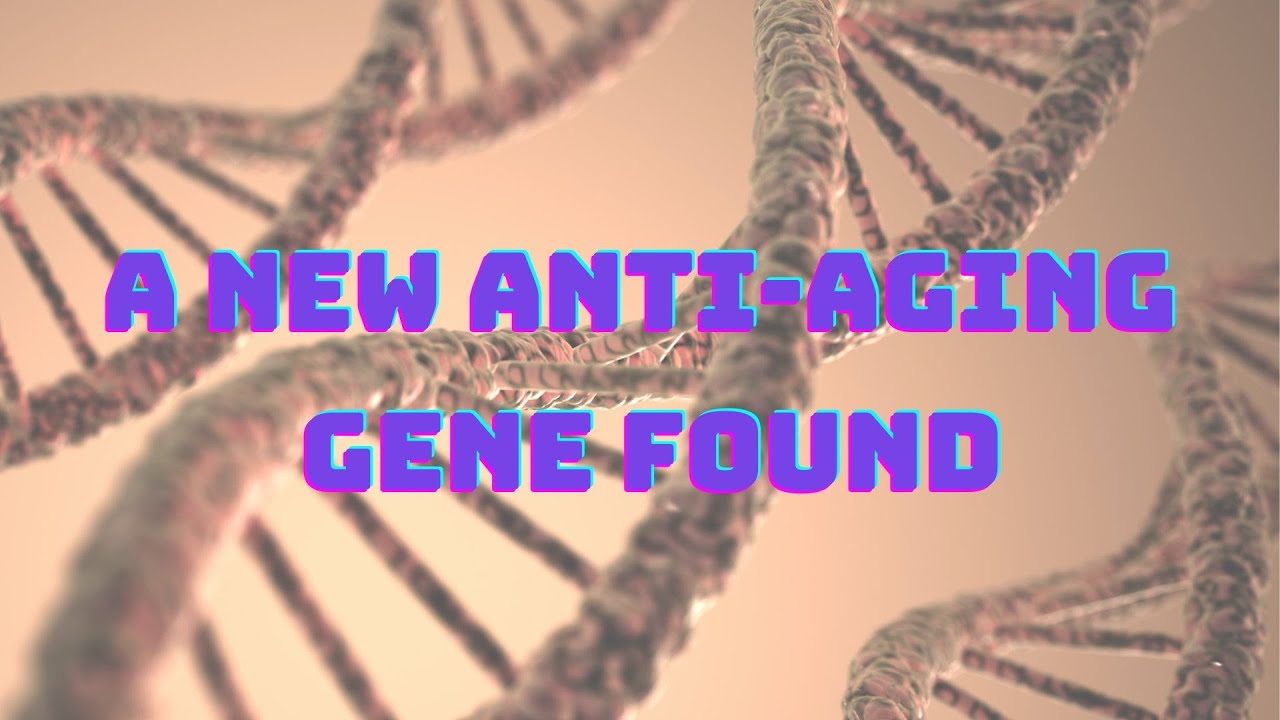 A New AntiAging Gene Found YouTube