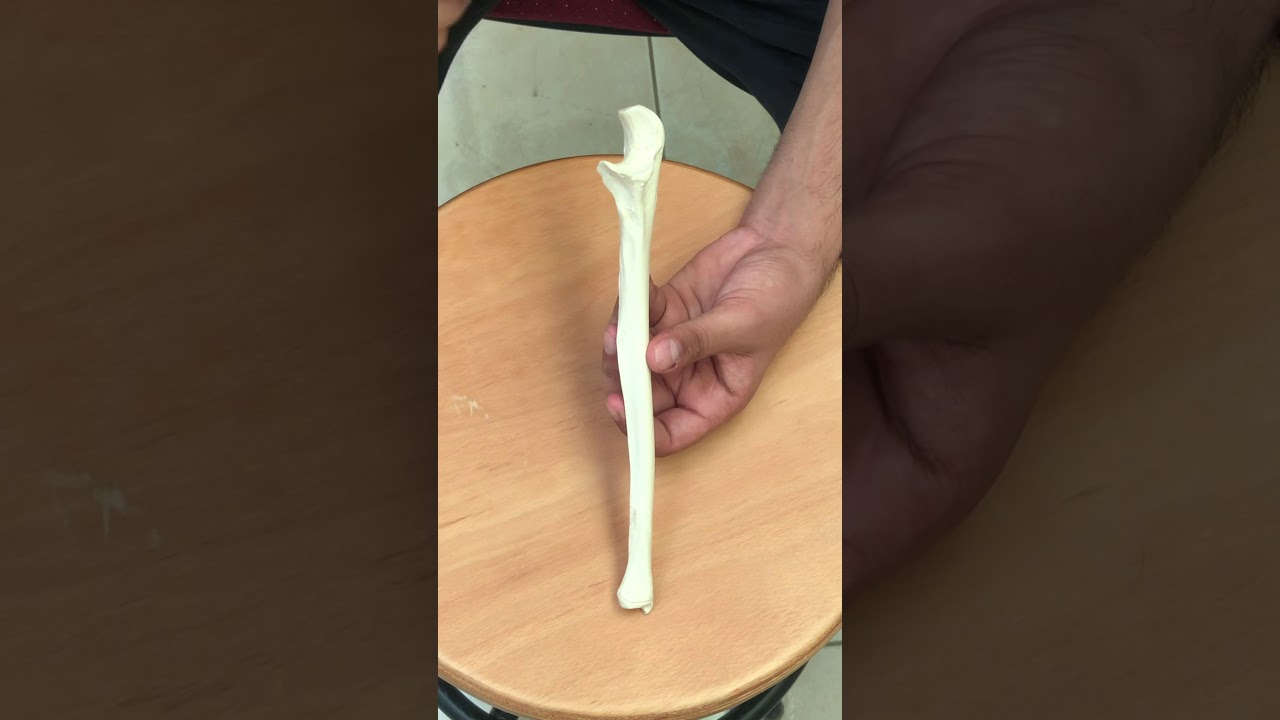 Anatomy of ulna bone.
