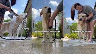 Giving My 3 Golden Retrievers A Bath by Charlie The Golden 18 15,200 views 2 weeks ago 4 minutes, 13 seconds