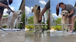 Giving My 3 Golden Retrievers A Bath