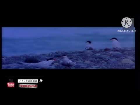 قبلك وجود طارق فؤاد النسخة الاصلية