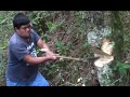 Tumbar árbol con hacha sin motosierra y pura mano | Tecnica