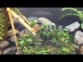 【30㎝ cube 水槽で作るつくばい・かけひ】和風テラリウム①Japanese Aqua terrarium Tsukubai （日本の庭）