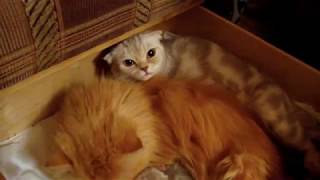 Мама ВАНЕССА, ее котята и тетушка ДЖИНА Мама ВАНЕССА, ее котята и тетушка ДЖИНА