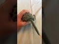 Crocheting A Mouse For My Cats Birthday Amigurumi Crochet Birthday Fypシ 