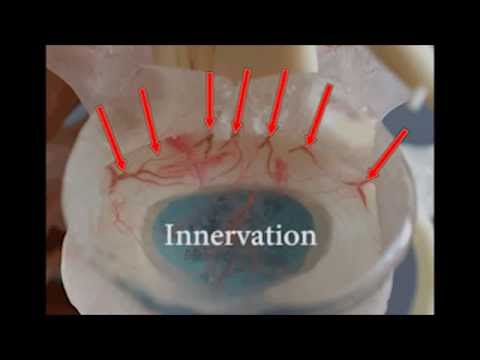 Disc Pain in the Spine | Dynamic Disc Designs Corp. human resources jobs