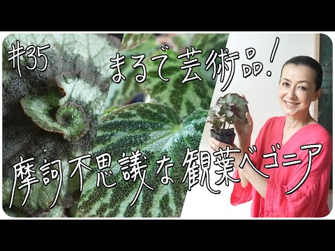 #35 まるで芸術品! 摩訶不思議な観葉ベゴニア