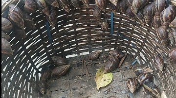 Ốc sên nướng da vị Tây Bắc)/nhịp sống 26