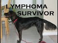 Lymphoma 6 year survivor