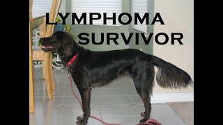 Lymphoma 6 year survivor