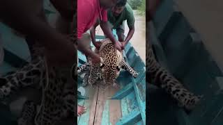 Lives Risked to save a wild leopard from Tangled Fishing Net 😳❤️